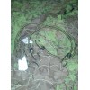 UK issue bungee cord